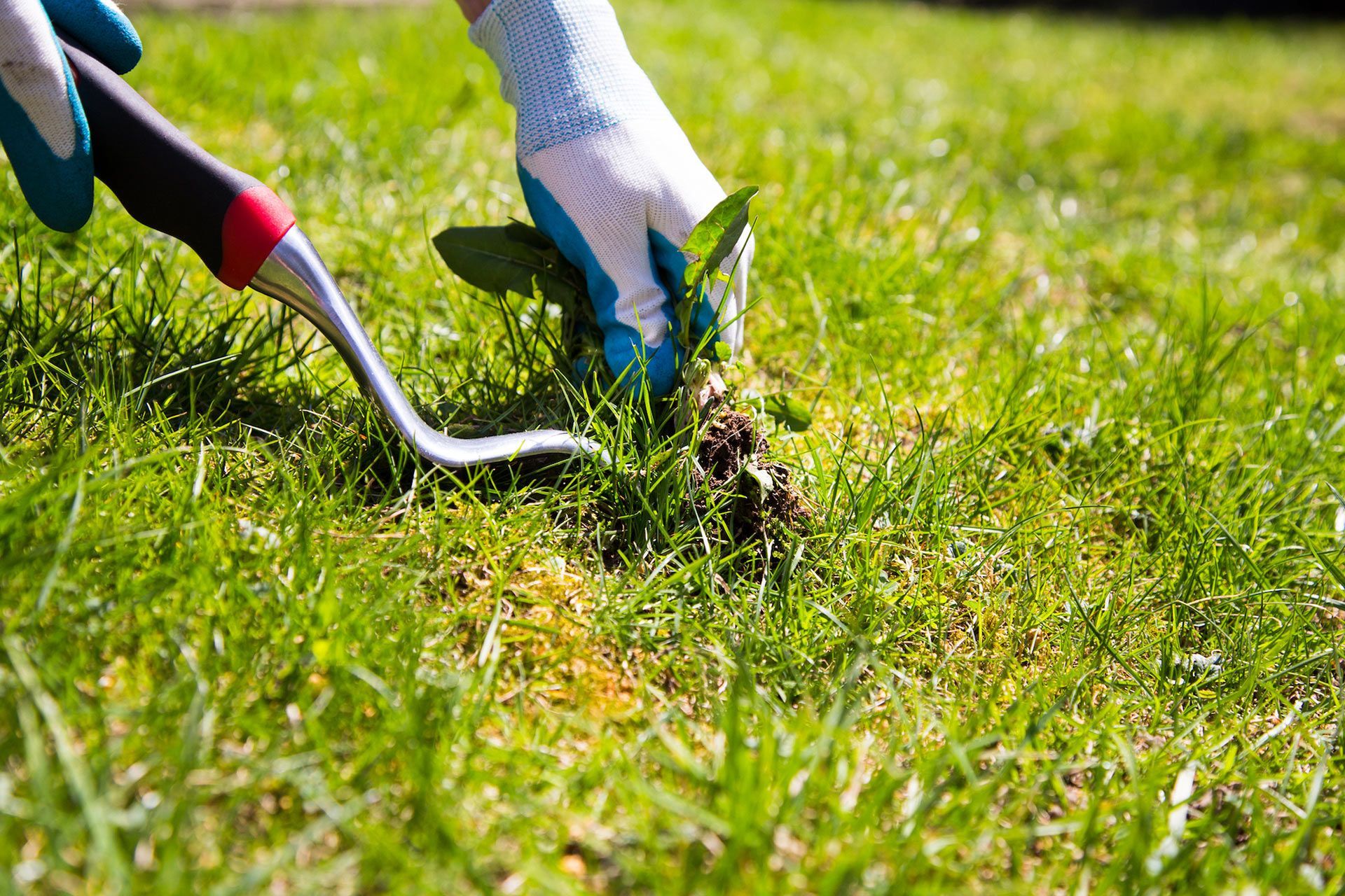 Gloved hands using a hand tool to remove weeds from green grass