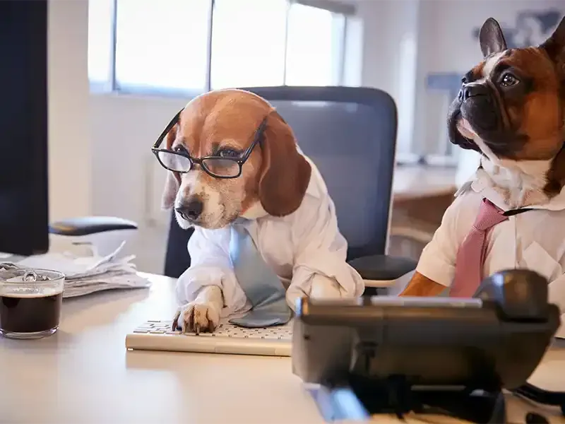 Two dogs wearing glasses and ties are sitting at a desk in front of a computer.