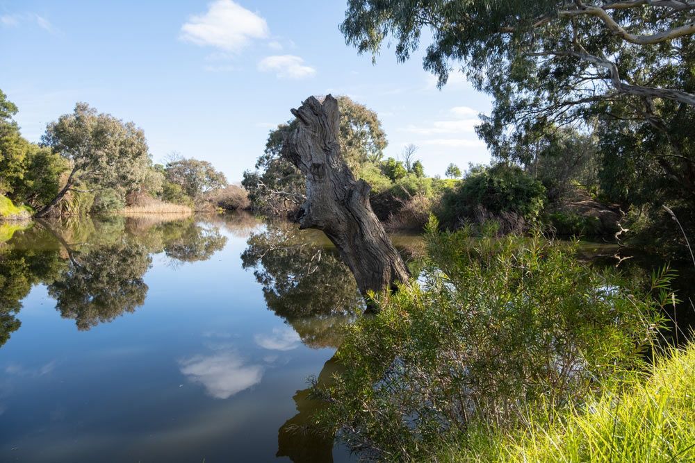 A Large Tree Trunk Is Sitting in The Middle of A River — Sunworks Eco Plumbing In Werribee, VIC