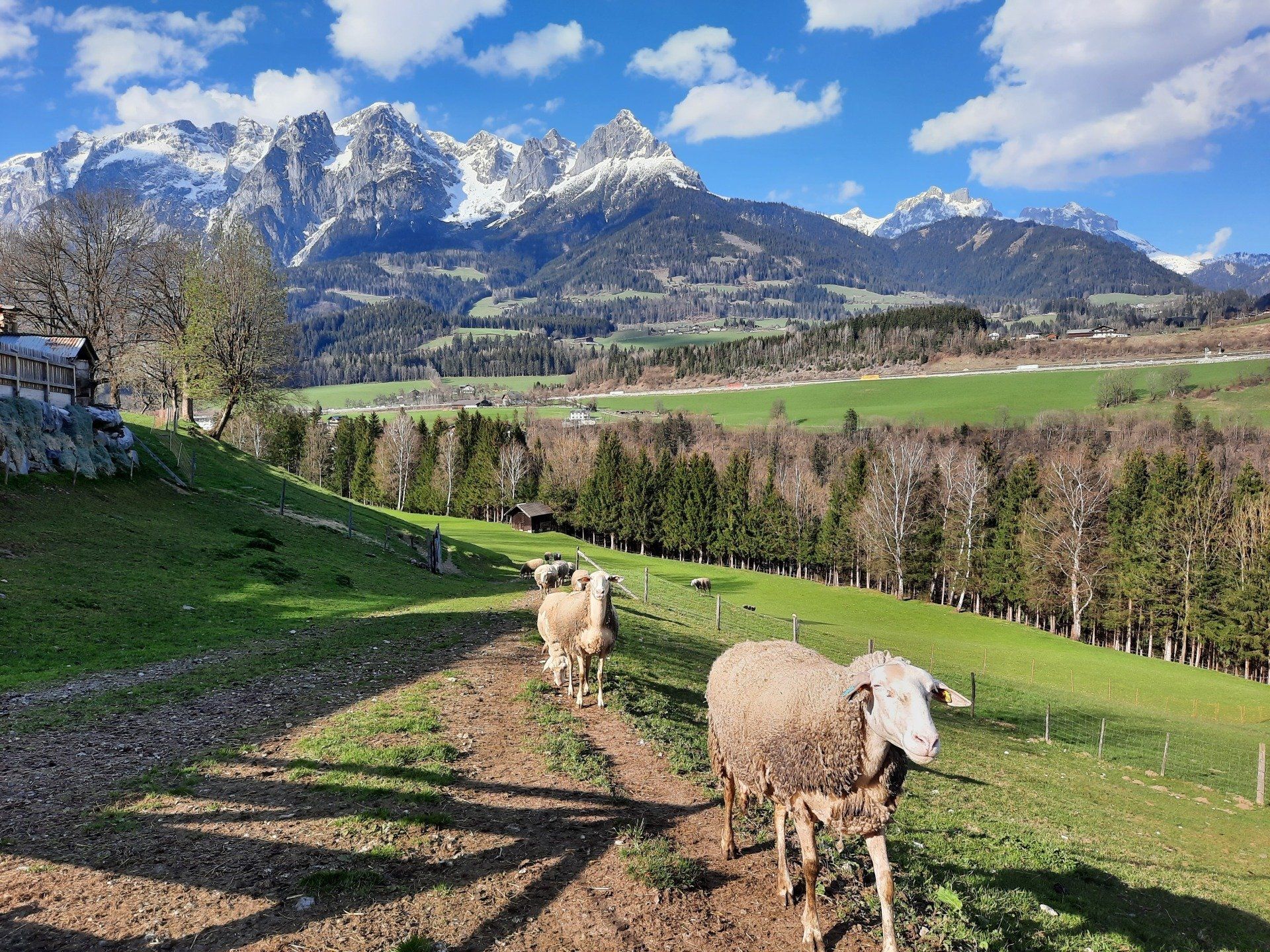 Schafe Berglandschaft