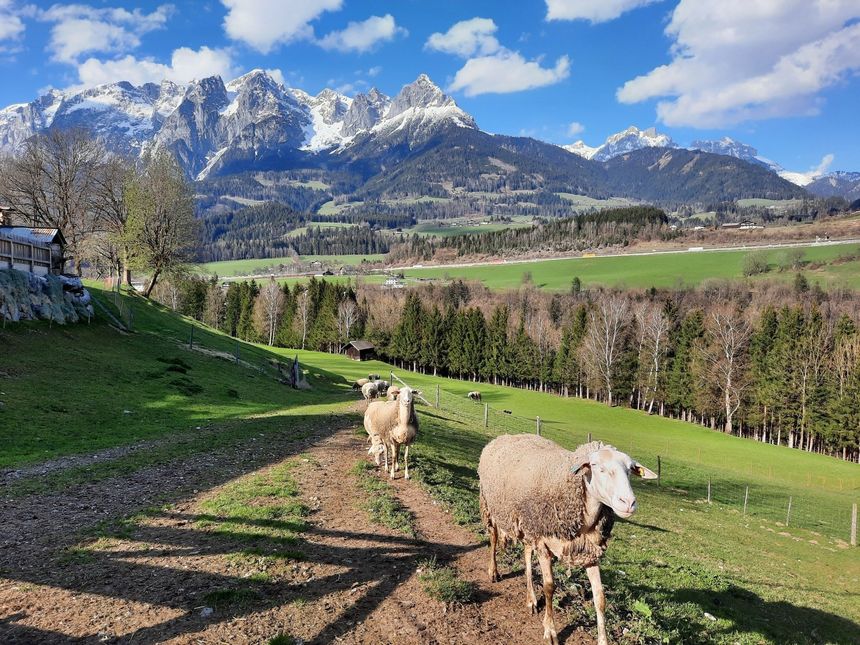 Landschaft mit Schafen