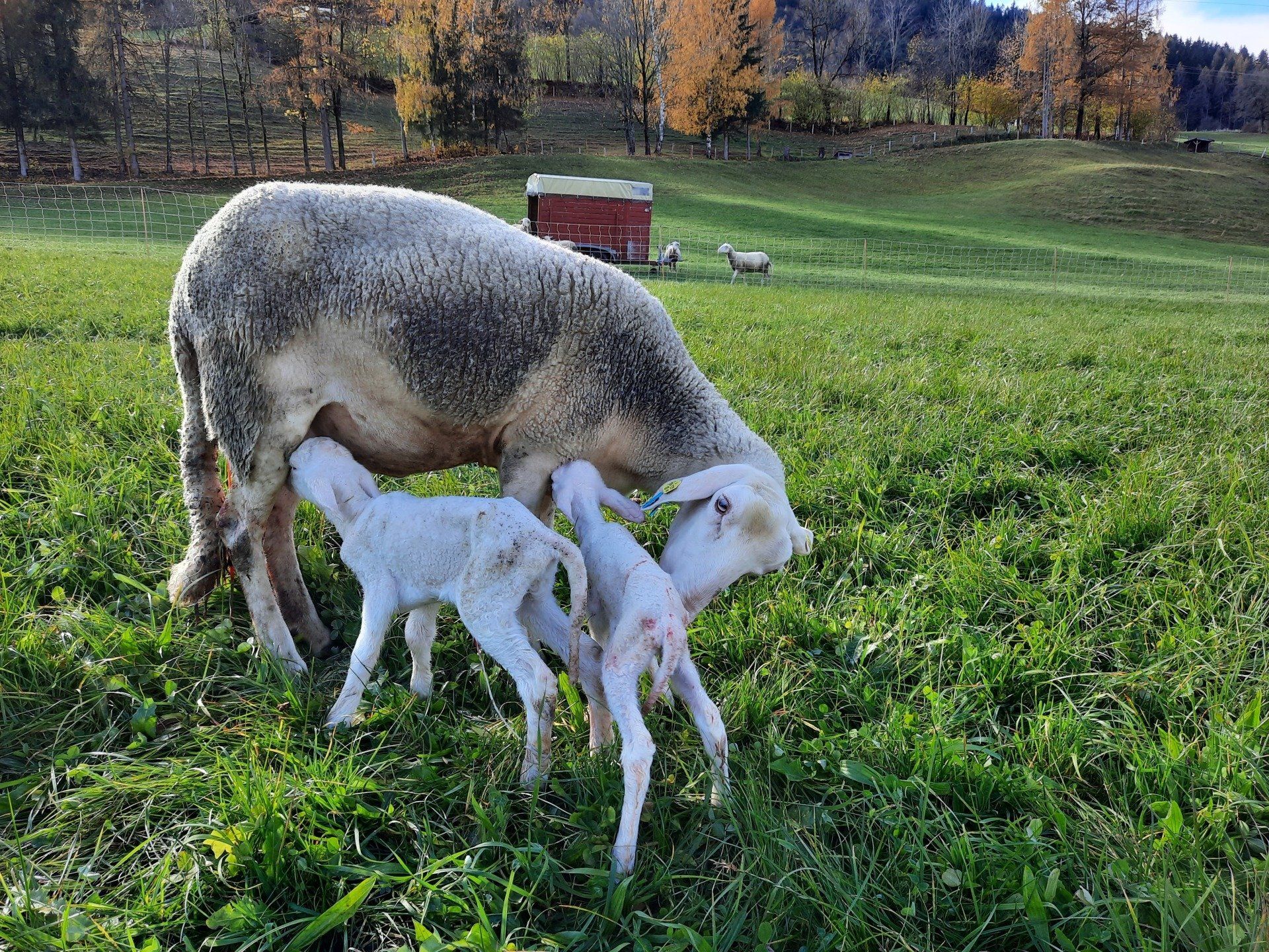 Mutterschaf mit Lämmchen
