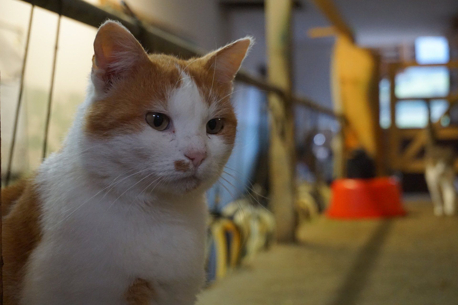 Katze
