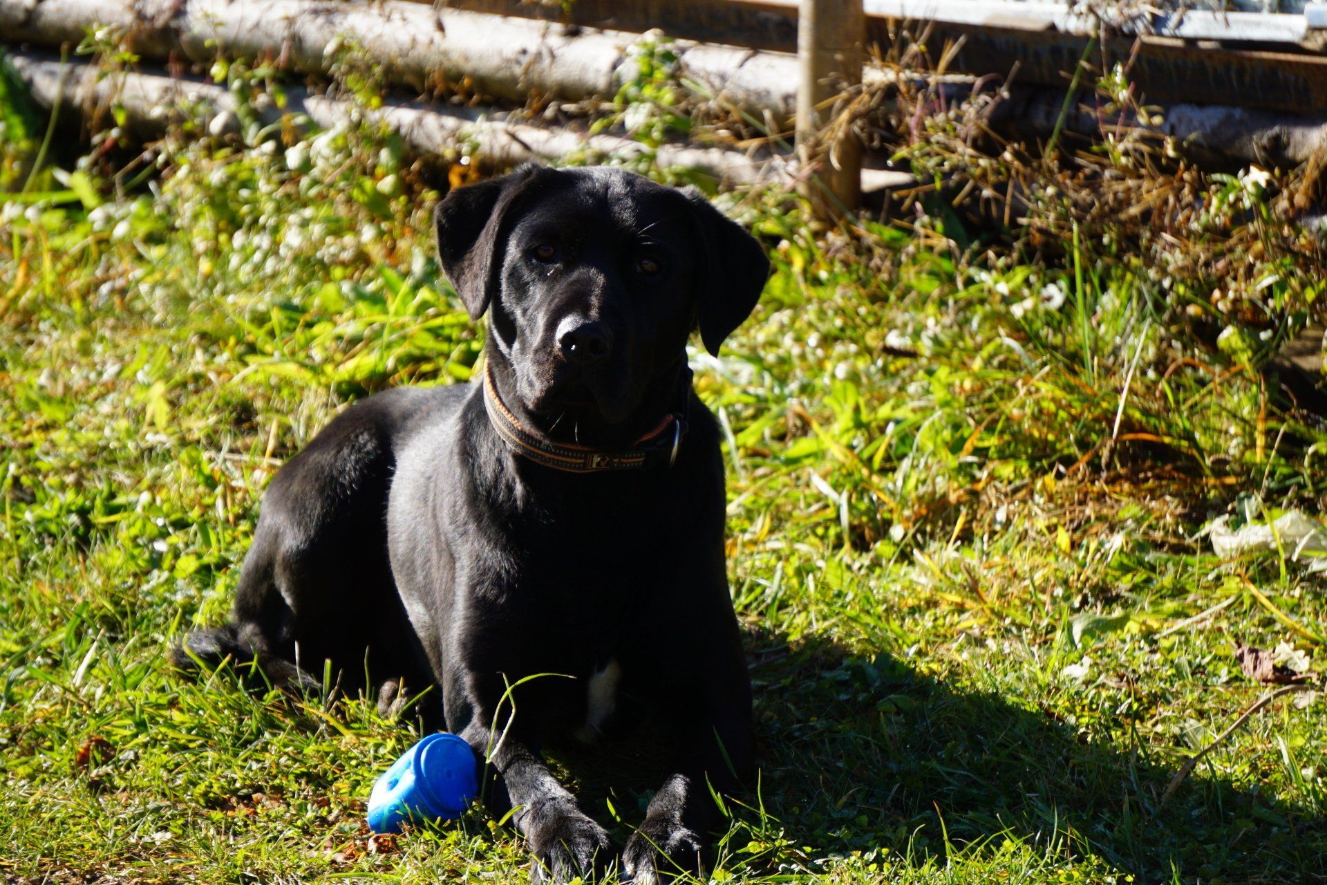Hund auf Wiese