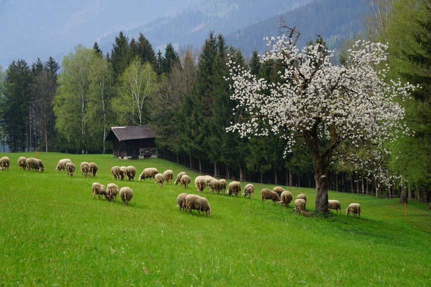 große Weide für Schafe