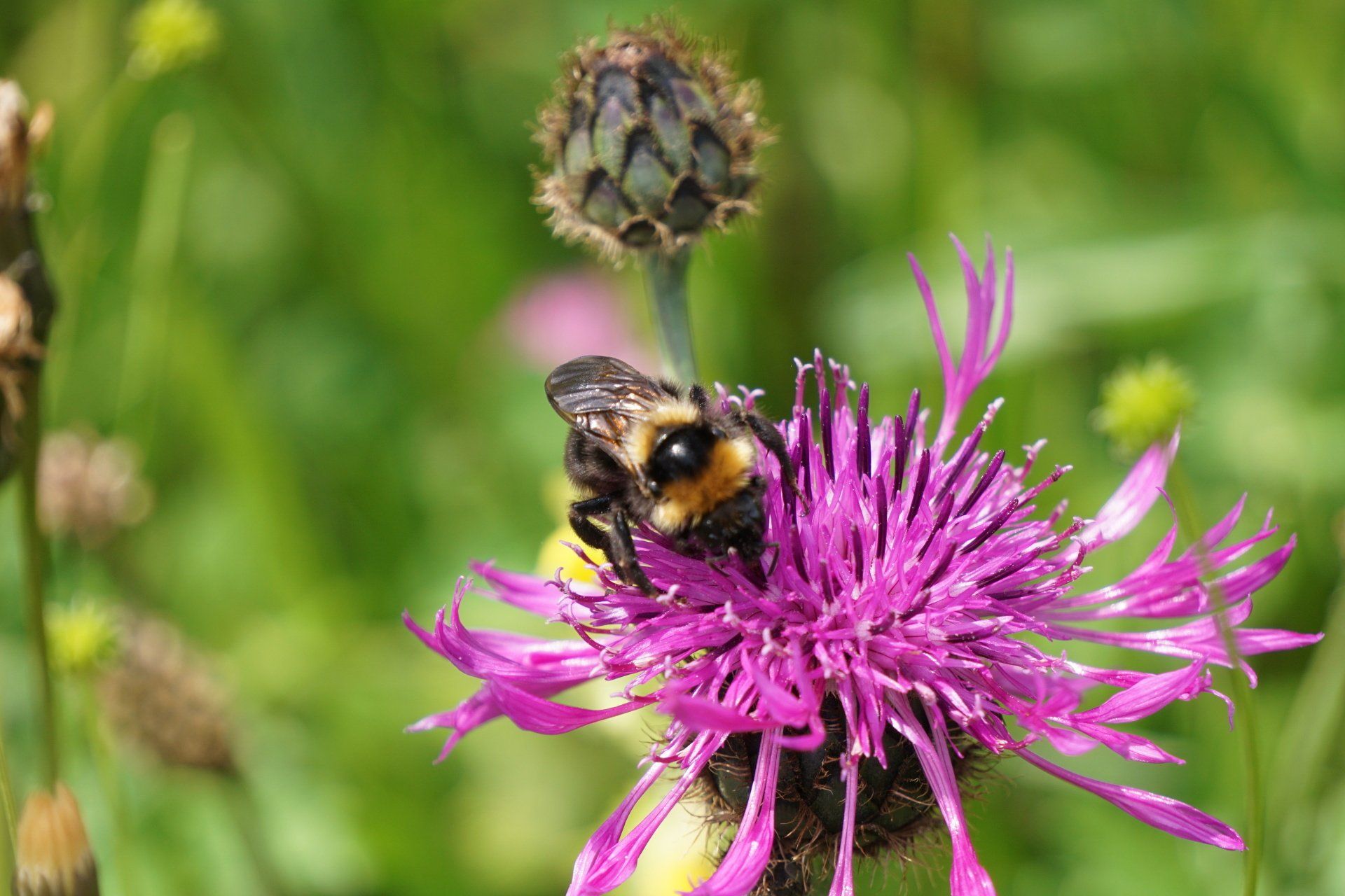 Biene auf Blume