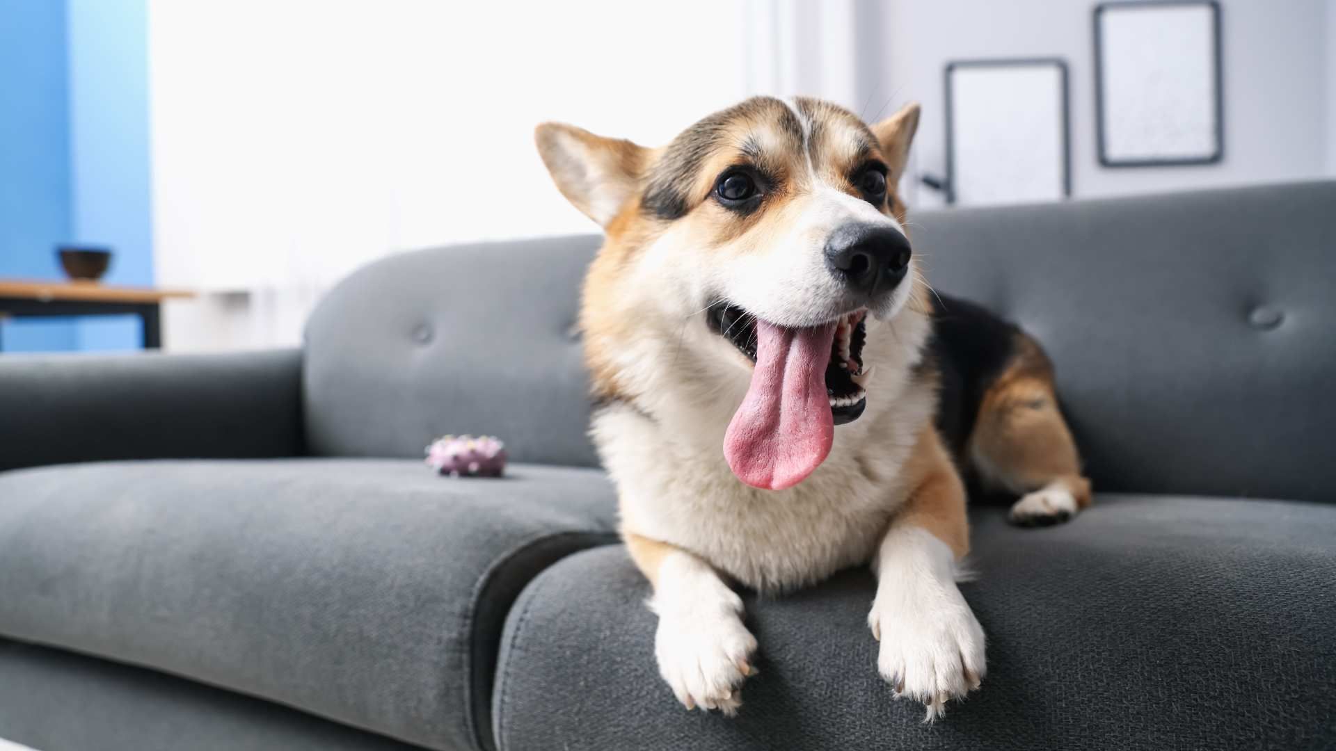 Corgi with tongue out lying on a gray couch in a bright living room