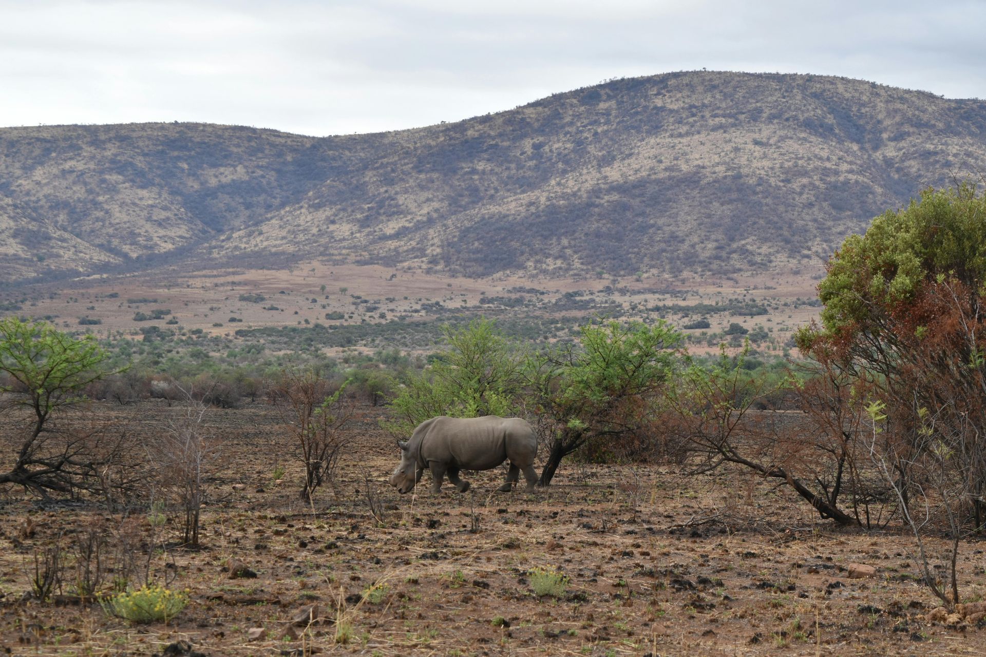 Rhinoceros grazing in a dry savanna with scattered trees and hills in the background