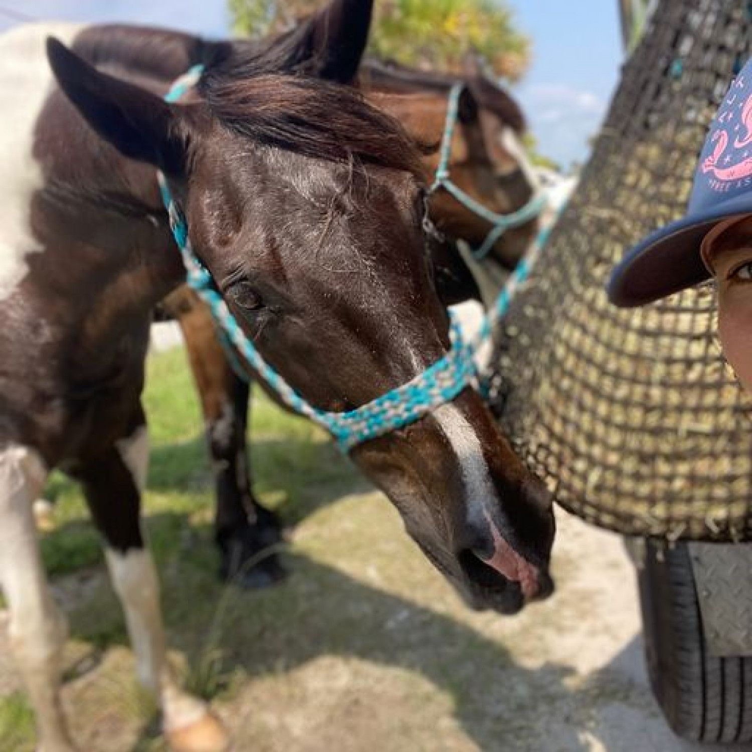 Sweet Horse