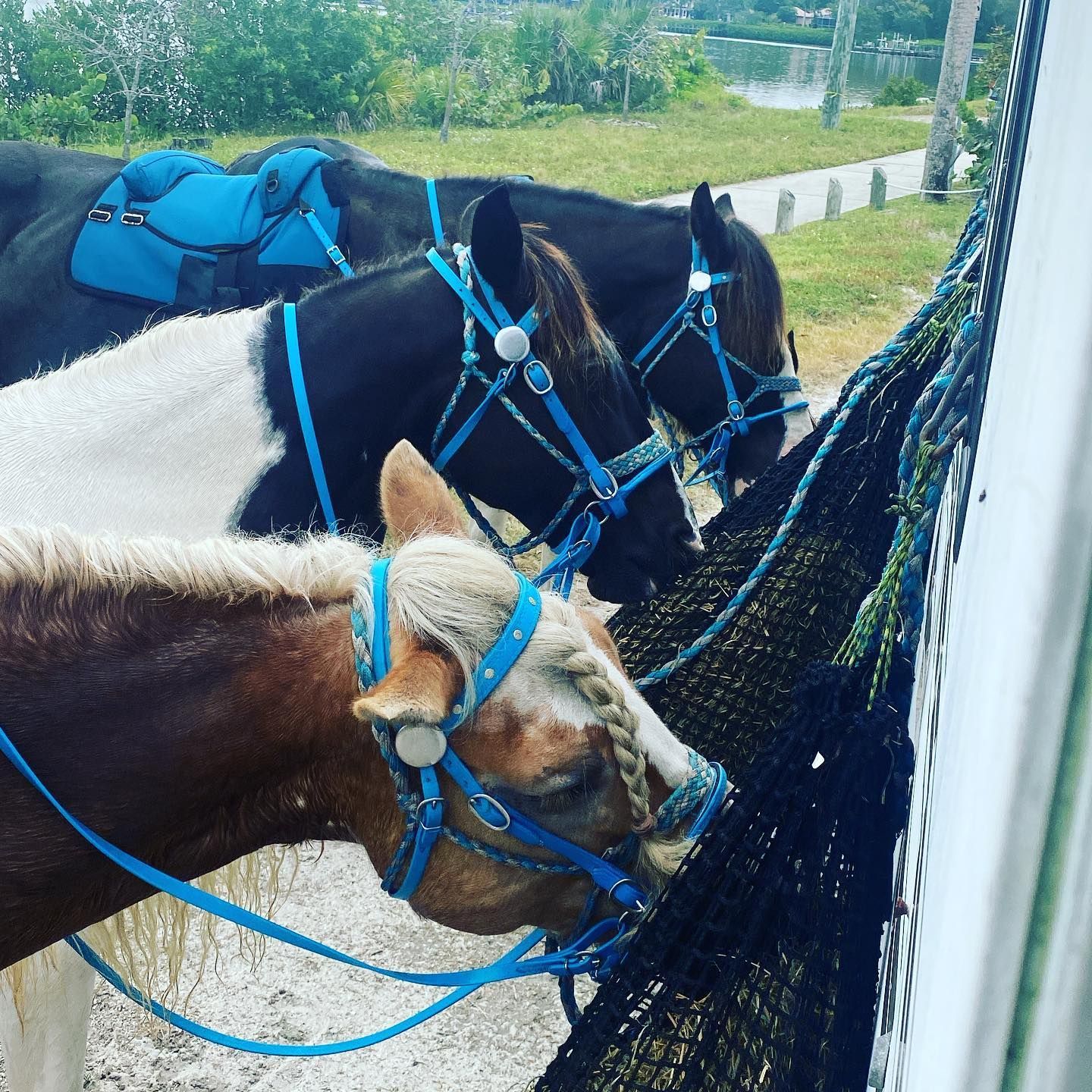 horses eating