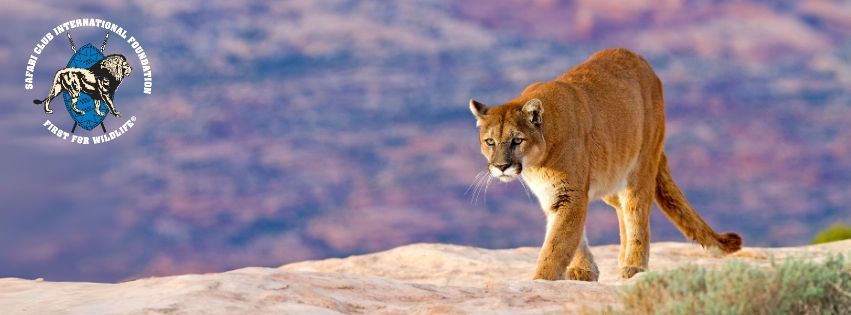 Mountain lion walking on snowy ground under a purple sky, with a small logo in the top-left corner