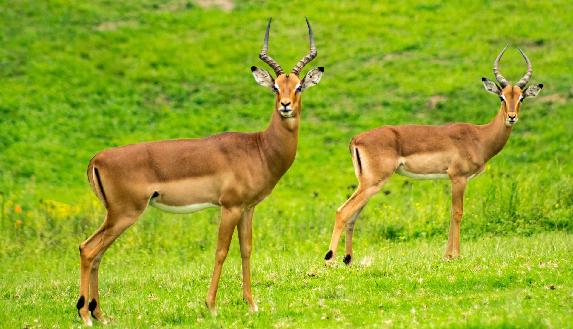 Two antelopes standing in a lush green field, one facing forward and one grazing