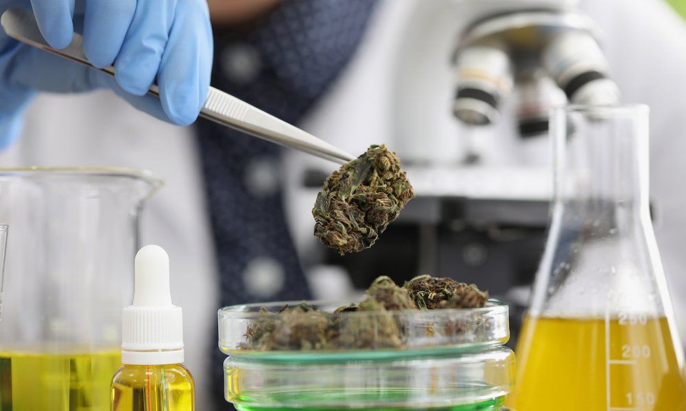 Scientist in lab coat examining cannabis buds with tweezers, laboratory setting with equipment.