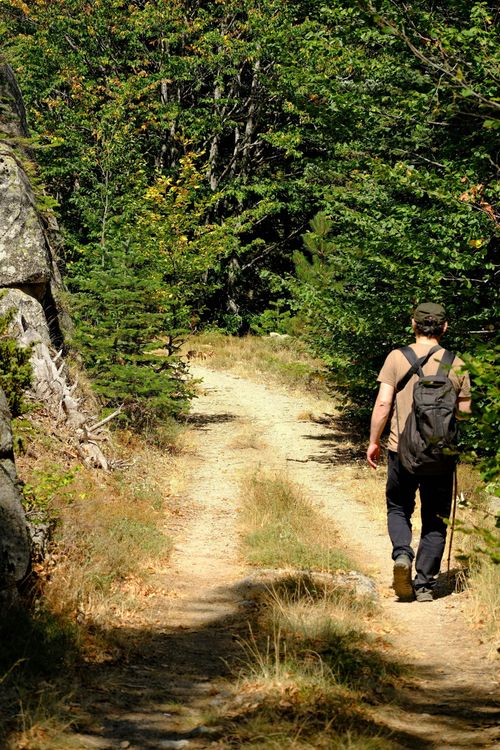 Hiker with backpack walking along a sunlit forest trail