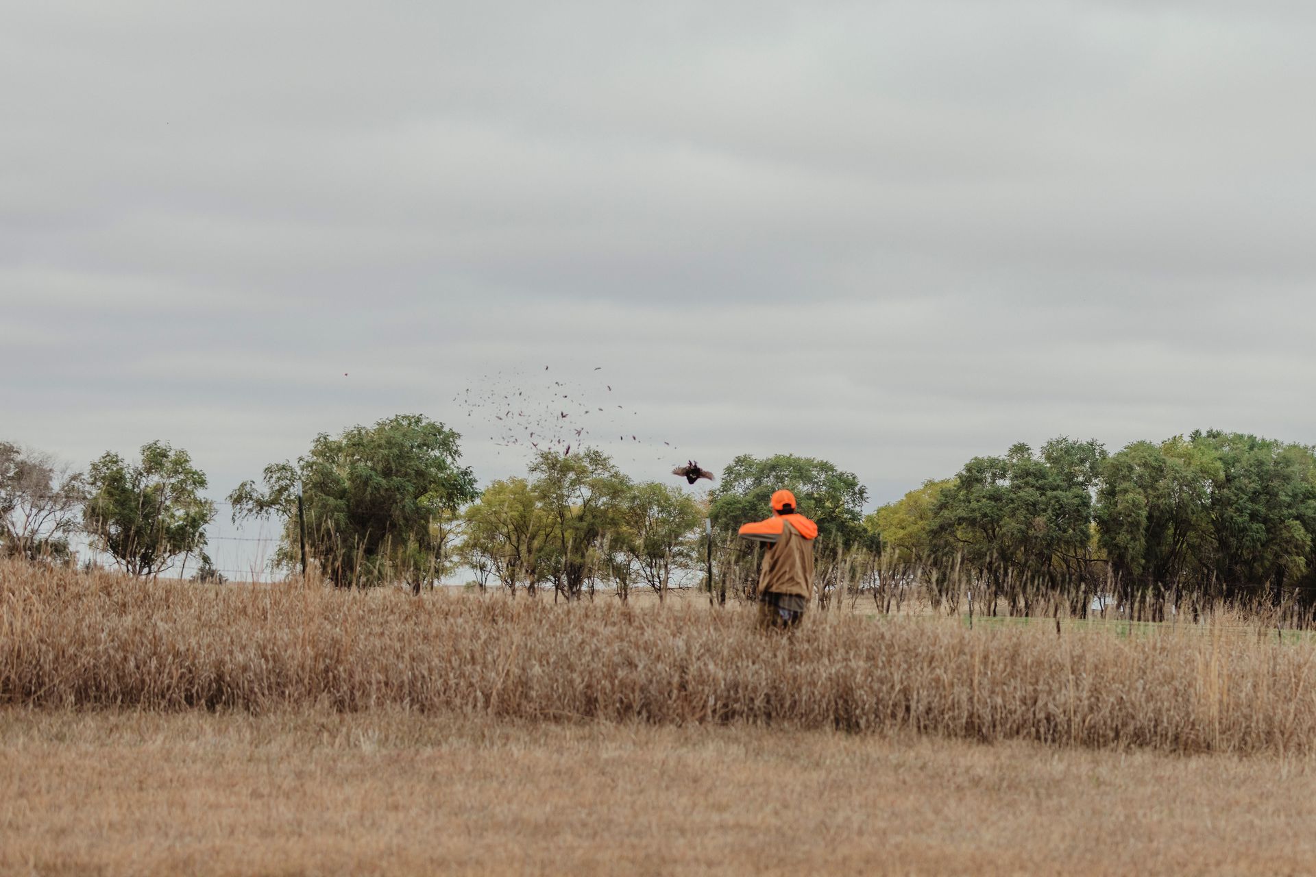 pheasant outfitter