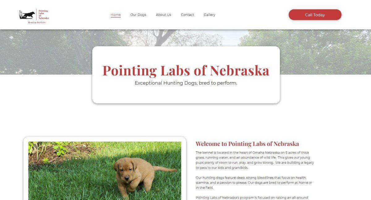 A website for pointing labs of nebraska has a picture of a puppy on the homepage.