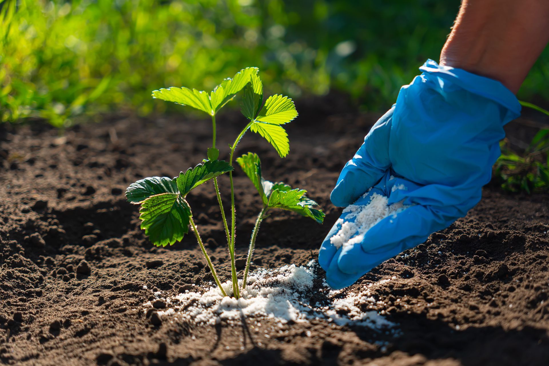 A person is fertilizing a plant in the soil.