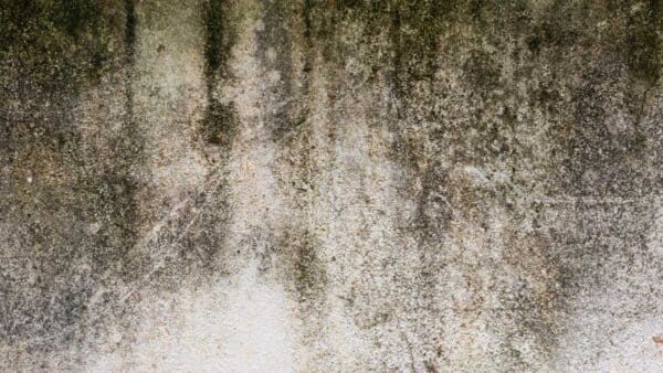 A textured, weathered wall surface featuring mottled gray and dark brown patches of mildew, grime, and vertical streaking.