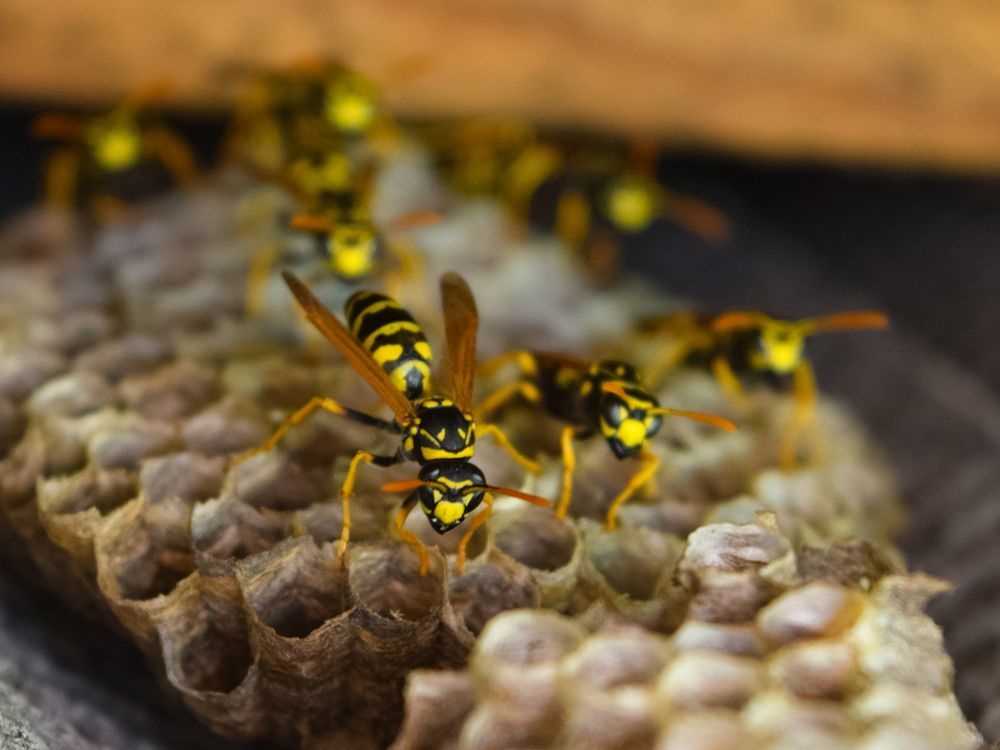 Yellow and black wasps on a gray paper nest, with some in flight and others crawling.