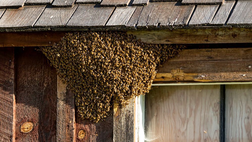 Swarm of bees clustered on wooden building, near the roof.
