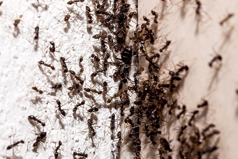 Swarm of ants on a white surface, clustered near a dark crevice.