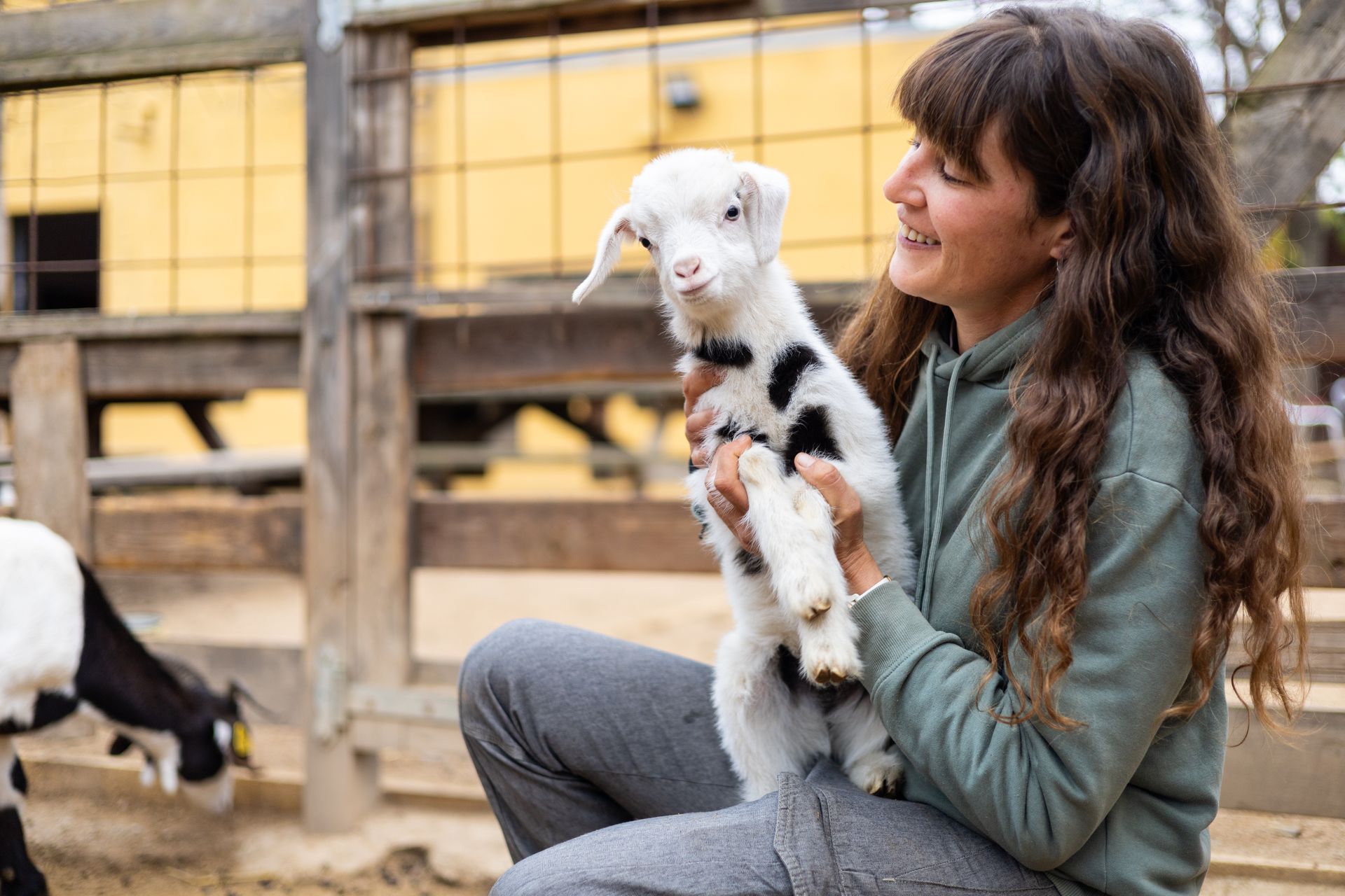 Woman holding a baby goat while sitting in a barn with other goats nearby