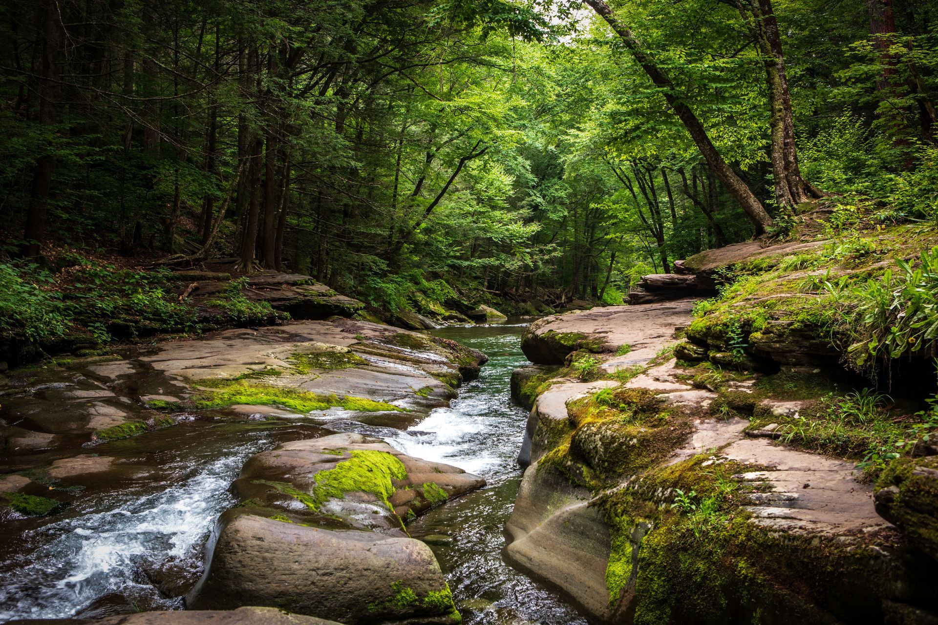 Forest stream flowing through mossy rocks beneath dense green trees