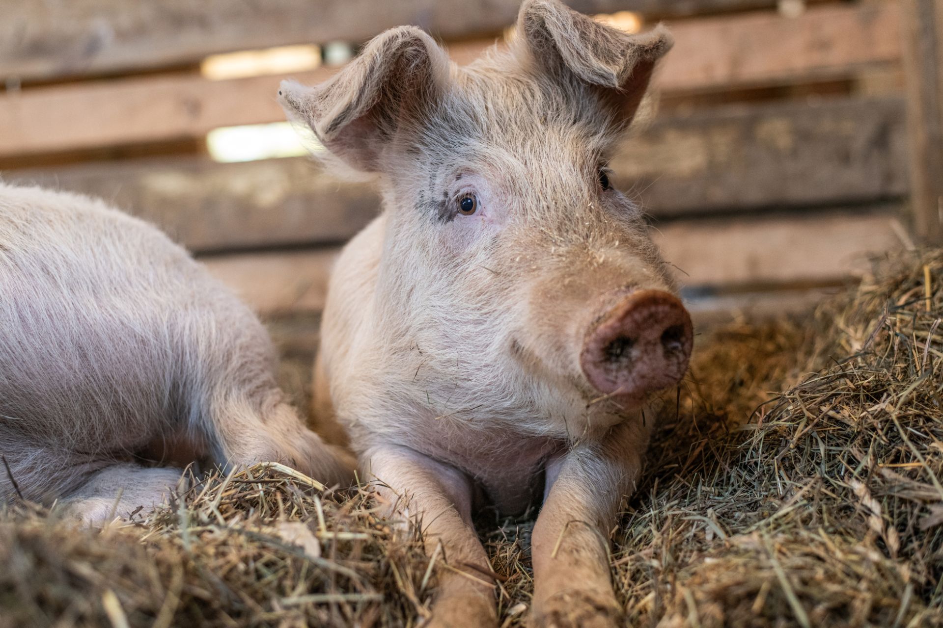 Young goat standing on a dirt ground, looking at the camera.