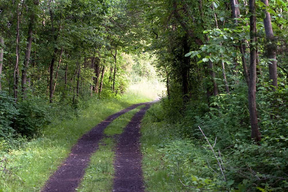 Wooded dirt path curving through green forest, with sunlight in the distance