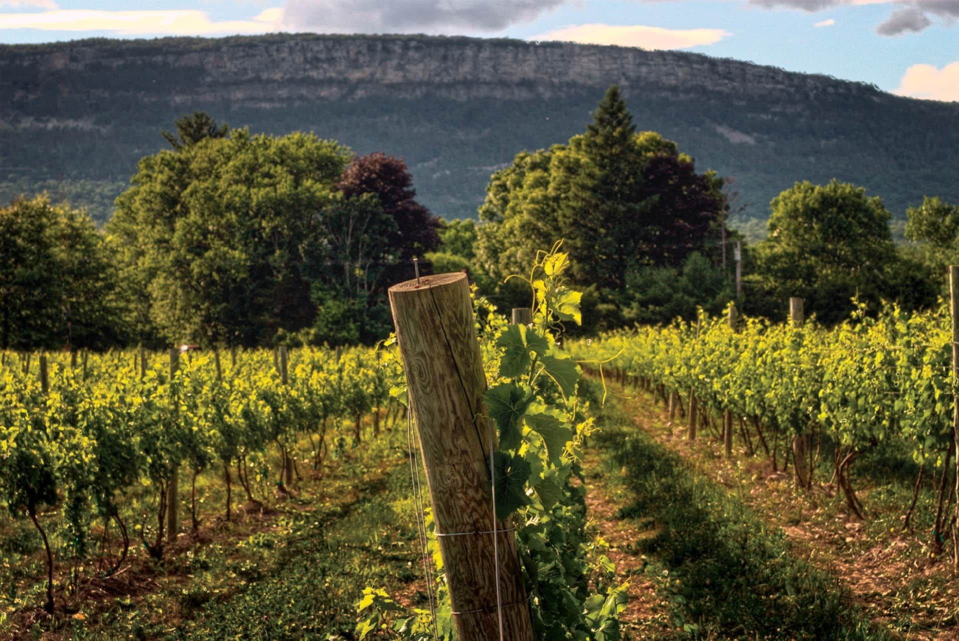 Sunlit vineyard with rows of vines and a wooden post, set before a tree-lined mountain backdrop.