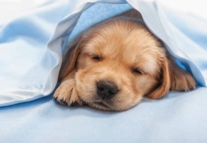 dog sleeping