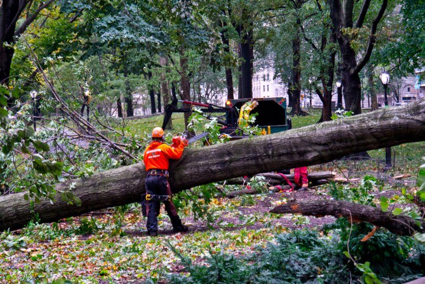 A Man Is Standing Next to A Fallen Tree in A Park — Hinterland Tree & Stump Removal in Maleny, QLD