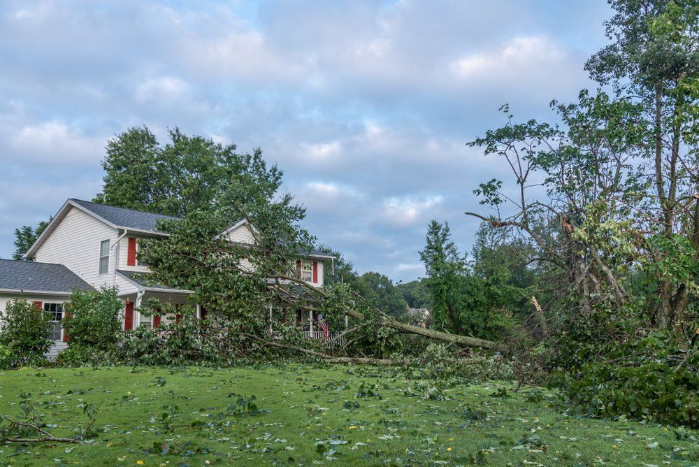 A House with A Fallen Tree in Front of It — Hinterland Tree & Stump Removal in Coolum, QLD