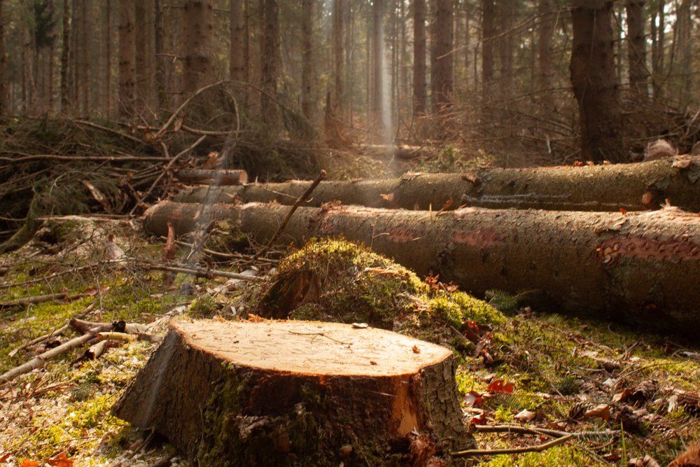 A Pile of Logs in A Forest with A Stump in The Foreground — Hinterland Tree & Stump Removal in Kawana, QLD