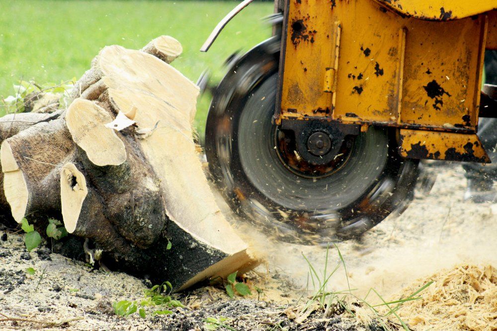 A Machine Is Cutting a Tree Stump in The Ground — Hinterland Tree & Stump Removal in Palmview, QLD