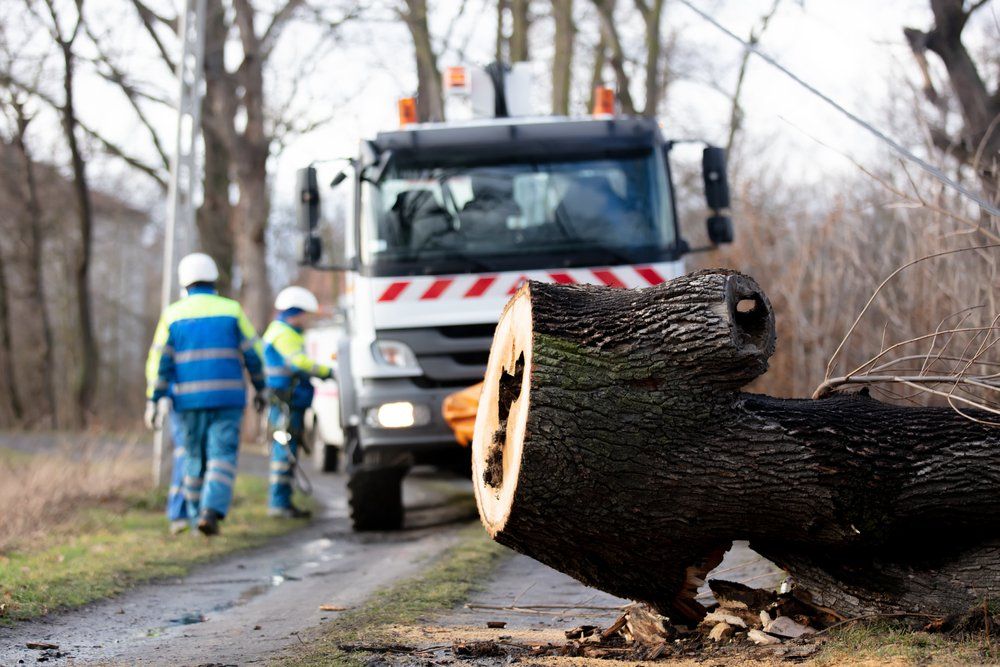 A Truck Is Driving Down a Road Next to A Tree Stump — Hinterland Tree & Stump Removal in Maroochydore, QLD