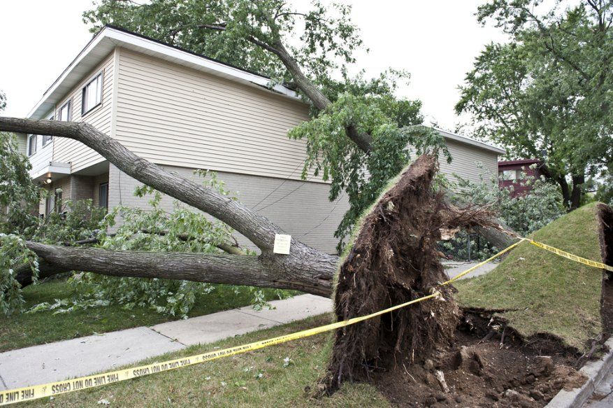 A Tree that Has Fallen in Front of A House — Hinterland Tree & Stump Removal in Glass House Mountains, QLD