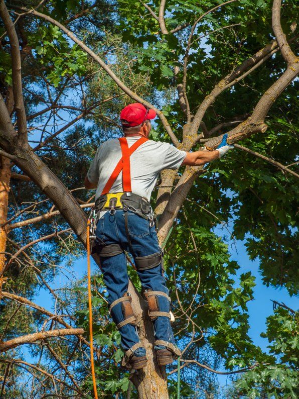A Man Is Standing on Top of A Tree Cutting a Branch — Hinterland Tree & Stump Removal in Eumundi, QLD