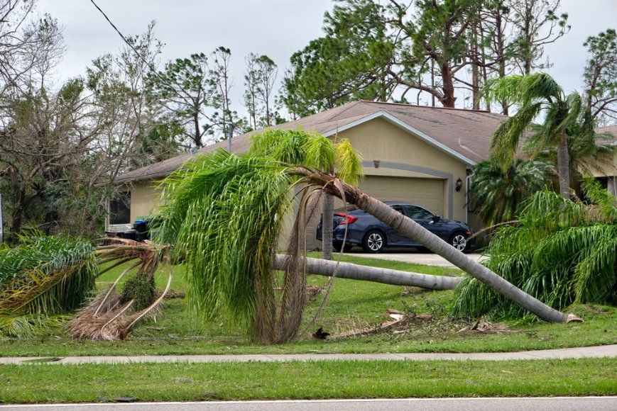 A Palm Tree Is Fallen in Front of A House — Hinterland Tree & Stump Removal in Coolum, QLD