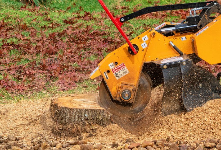 A Stump Grinder Is Cutting a Tree Stump in A Yard — Hinterland Tree & Stump Removal in Maleny, QLD