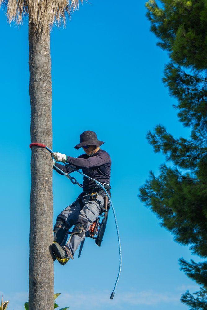 A Man Is Climbing a Palm Tree with A Rope — Hinterland Tree & Stump Removal in Glass House Mountains, QLD
