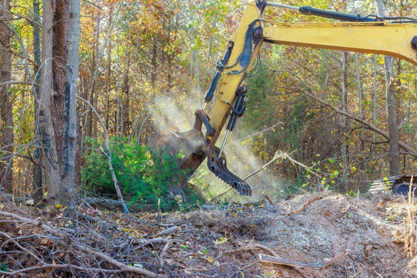 A Yellow Excavator Is Cutting Down Trees in The Woods — Hinterland Tree & Stump Removal in Palmview, QLD