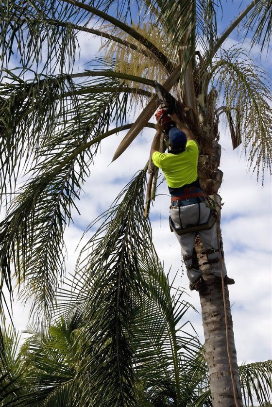 A Man Is Climbing a Palm Tree with A Chainsaw — Hinterland Tree & Stump Removal in Maroochydore, QLD