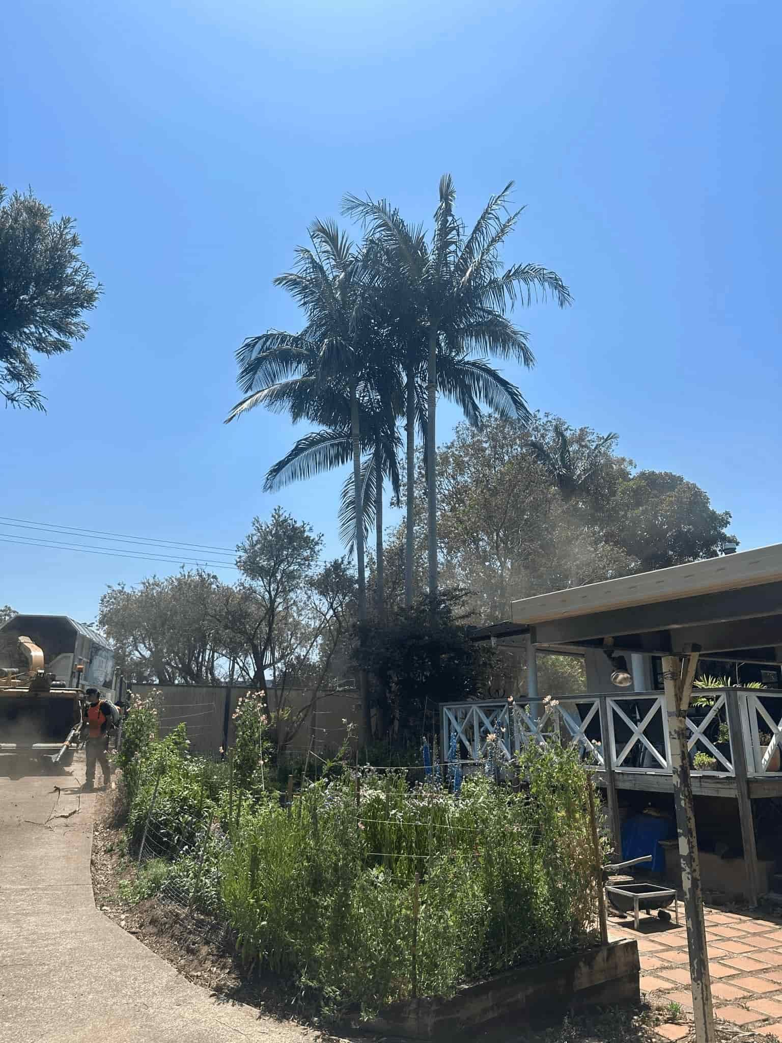 A Palm Tree is Standing in Front of a House on a Sunny Day — Hinterland Tree & Stump Removal in Bli Bli, QLD