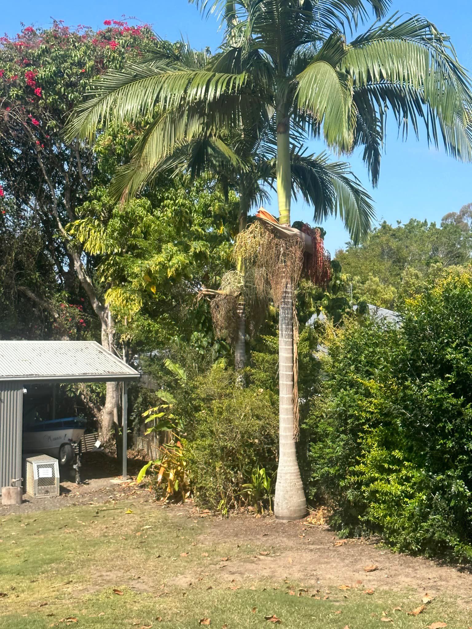 A Palm tree in a back yard with a shed and blue skies — Hinterland Tree & Stump Removal in Palmview, QLD