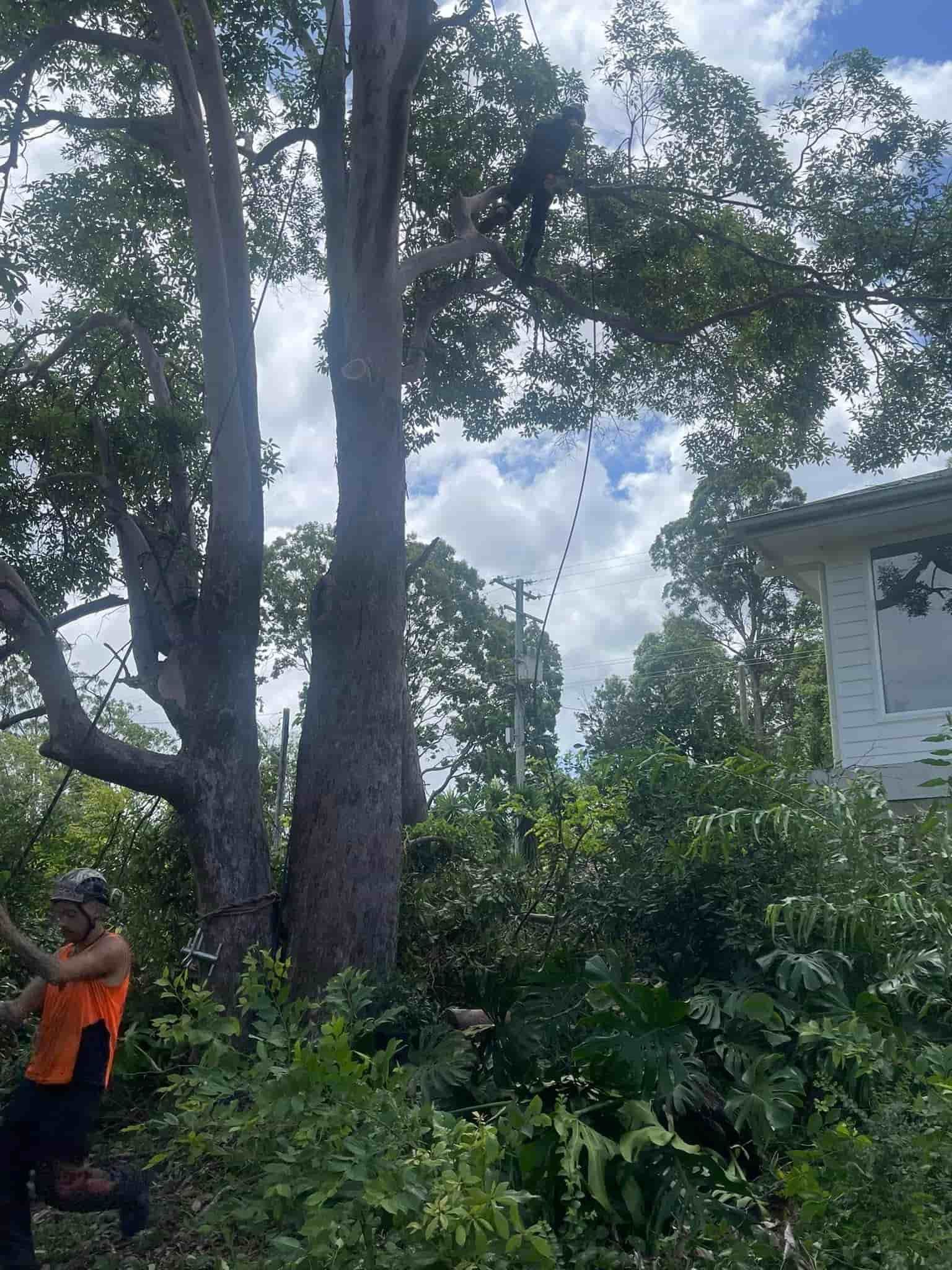 A Man is Cutting Down a Tree in Front of a House — Hinterland Tree & Stump Removal in Maroochydore, QLD