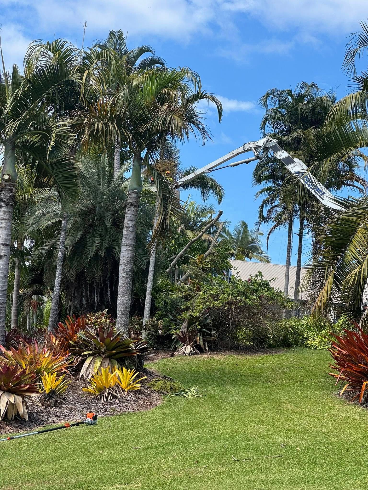 A Palm Tree being worked on by a man in a Cherry Picker — Hinterland Tree & Stump Removal in Palmview, QLD