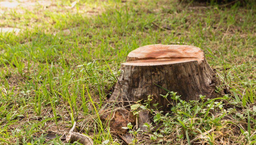 A Tree Stump Is Sitting on Top of A Lush Green Field — Hinterland Tree & Stump Removal in Bli Bli, QLD