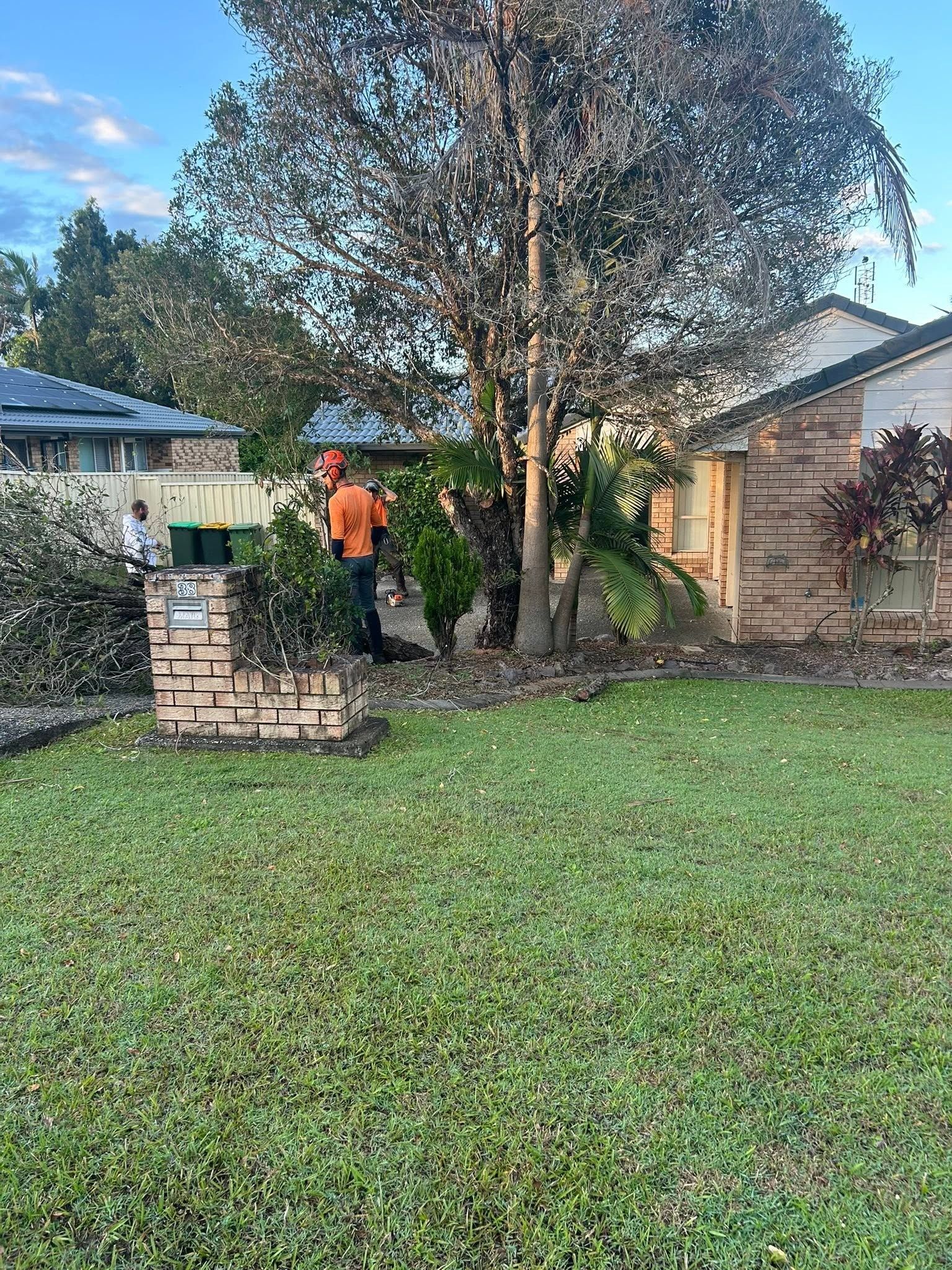 Worker doing Tree Removal on the Sunshine Coast