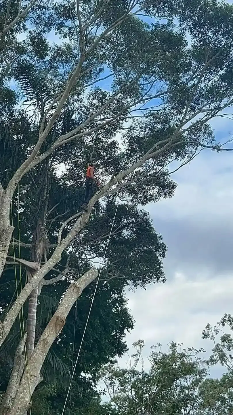 A Man is Climbing a Tree With a Chainsaw — Hinterland Tree & Stump Removal in Palmview, QLD